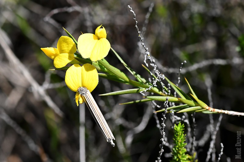 Aspalathus angustifolia photo 4