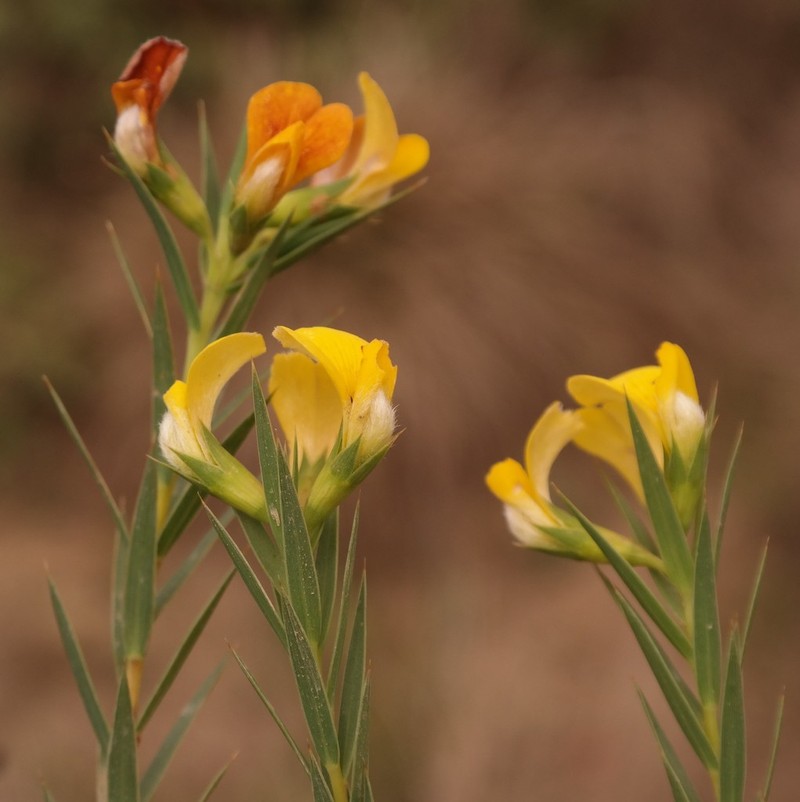 Aspalathus angustifolia photo 5