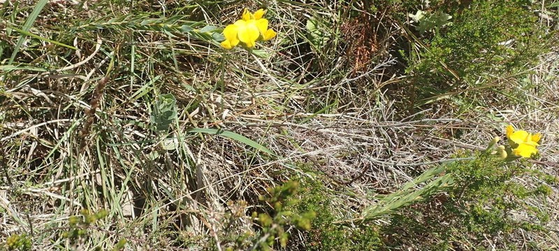 Aspalathus angustifolia photo 6