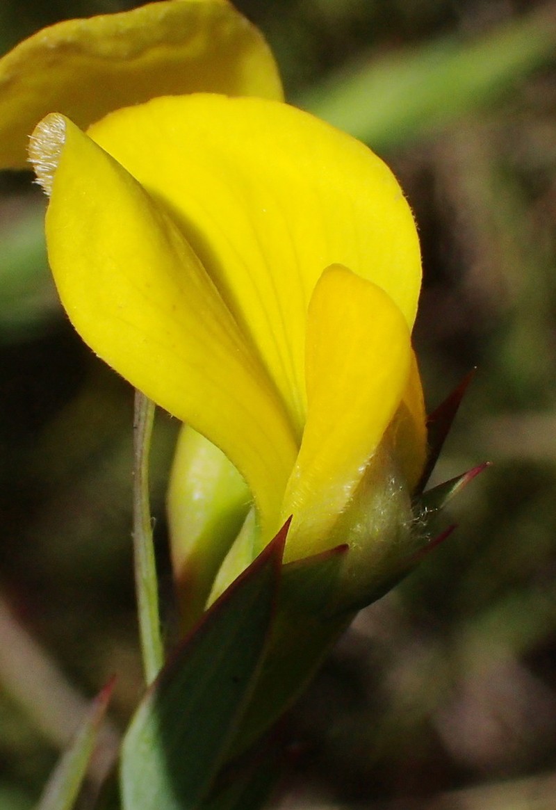 Aspalathus angustifolia photo 7