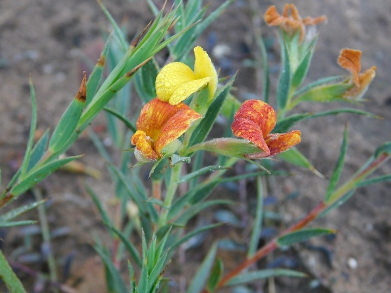 Aspalathus angustifolia photo 8