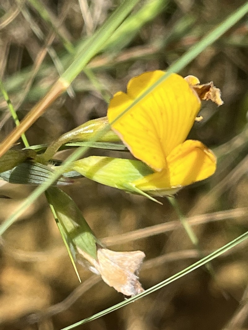 Aspalathus angustifolia subsp. angustifolia