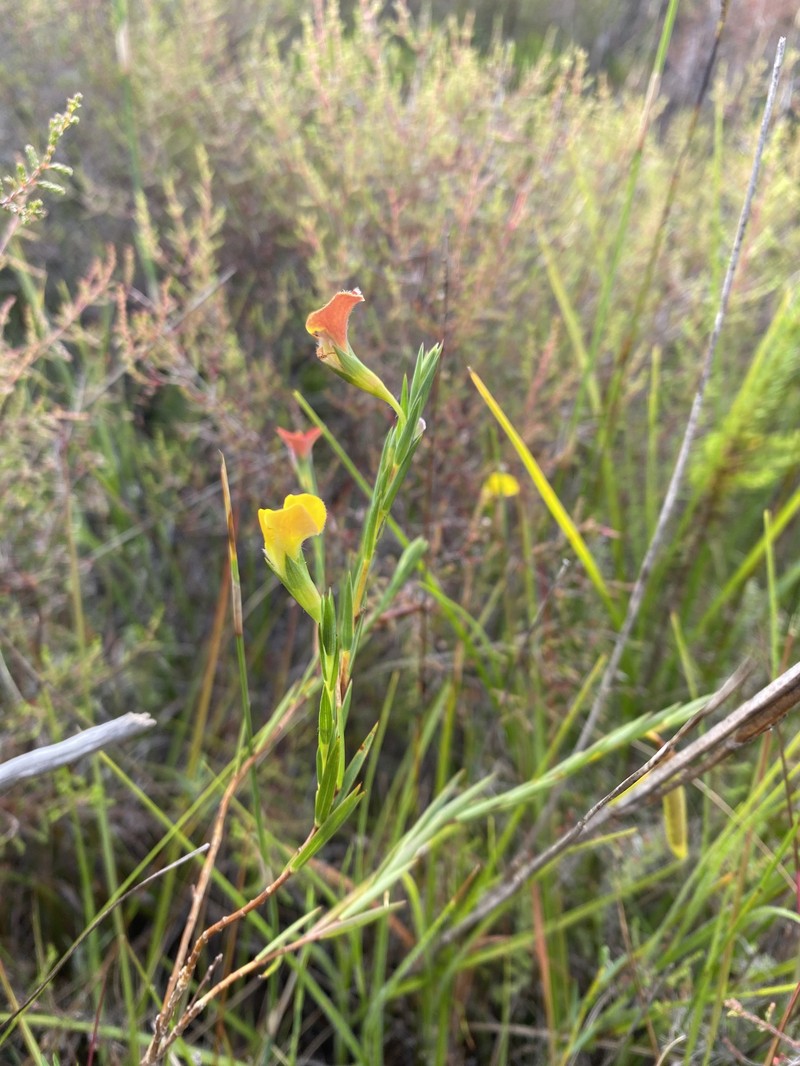 Aspalathus angustifolia subsp. angustifolia photo 2