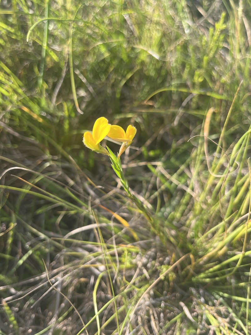 Aspalathus angustifolia subsp. angustifolia photo 3