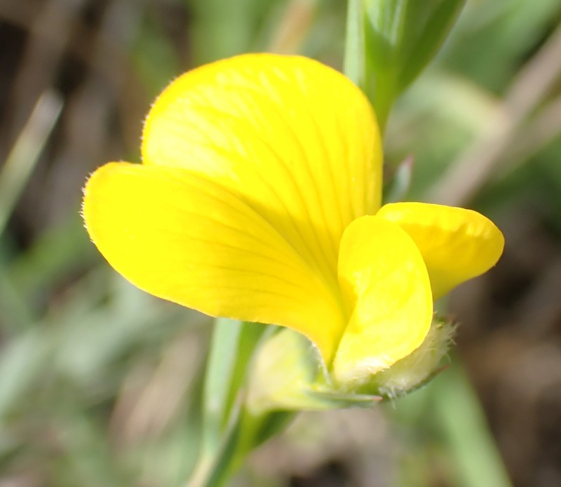 Aspalathus angustifolia subsp. angustifolia photo 4