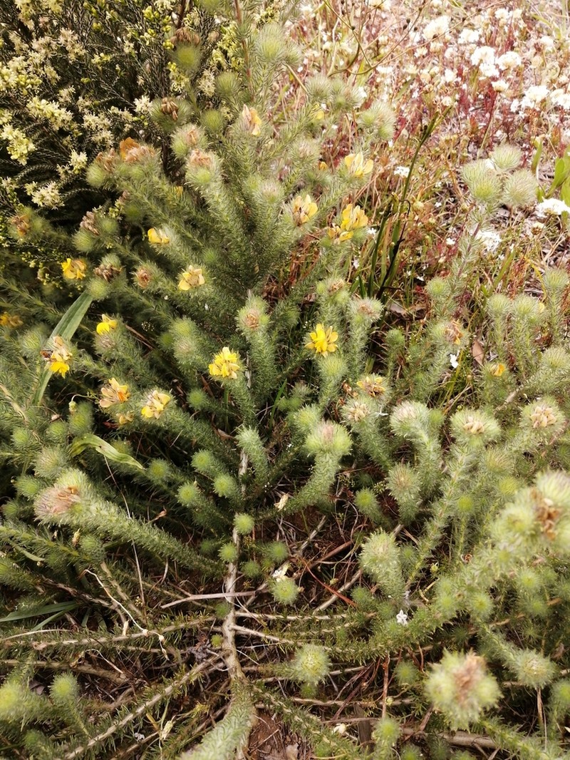 Aspalathus araneosa