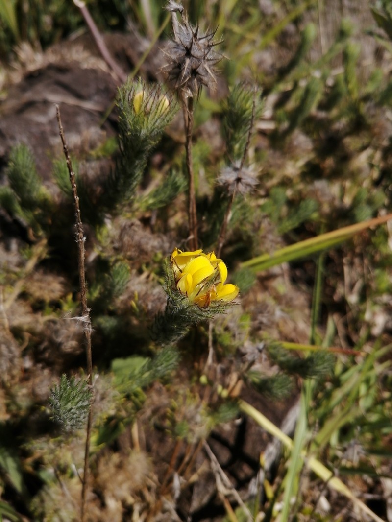 Aspalathus araneosa photo 2