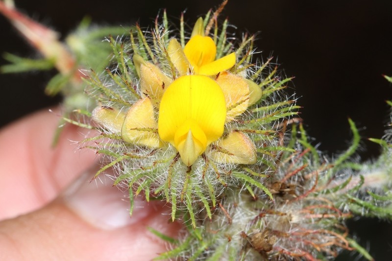 Aspalathus araneosa photo 3