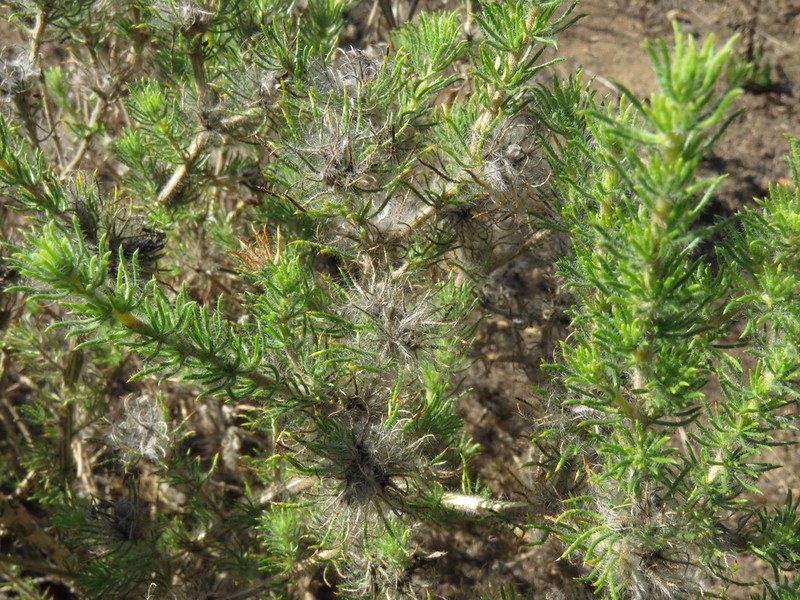 Aspalathus araneosa photo 4