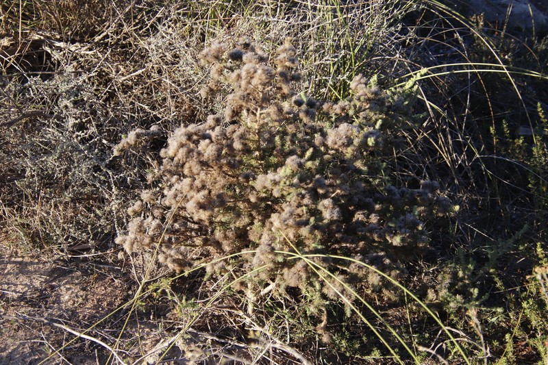 Aspalathus araneosa photo 6