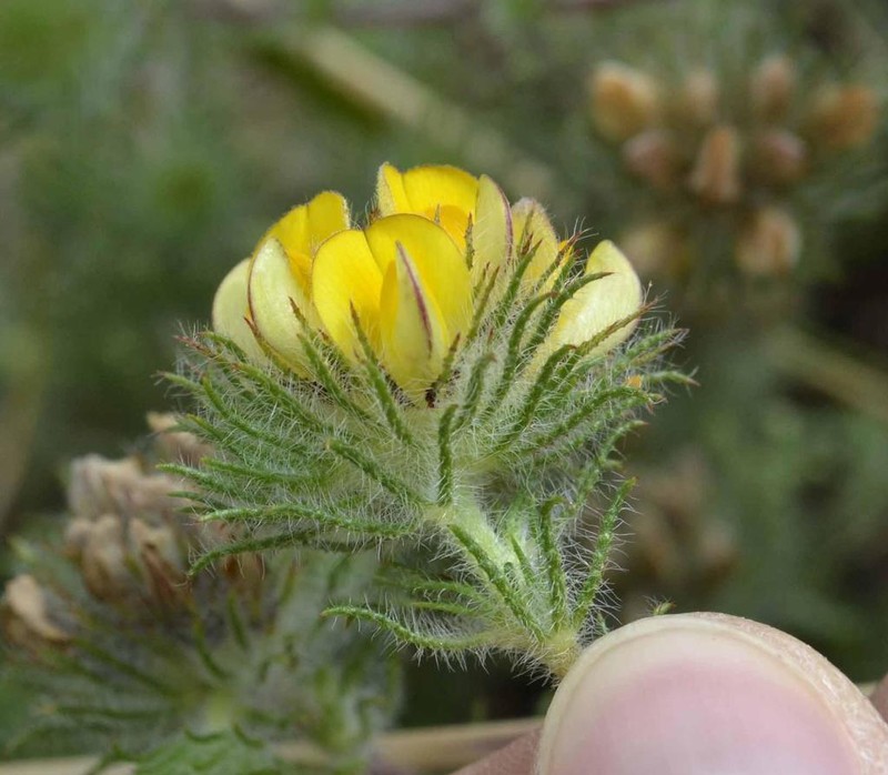 Aspalathus araneosa photo 7