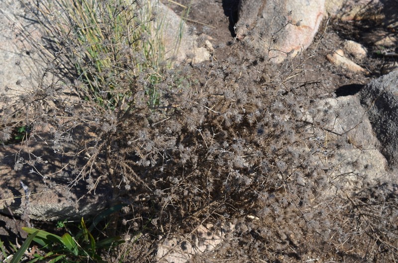 Aspalathus araneosa photo 8