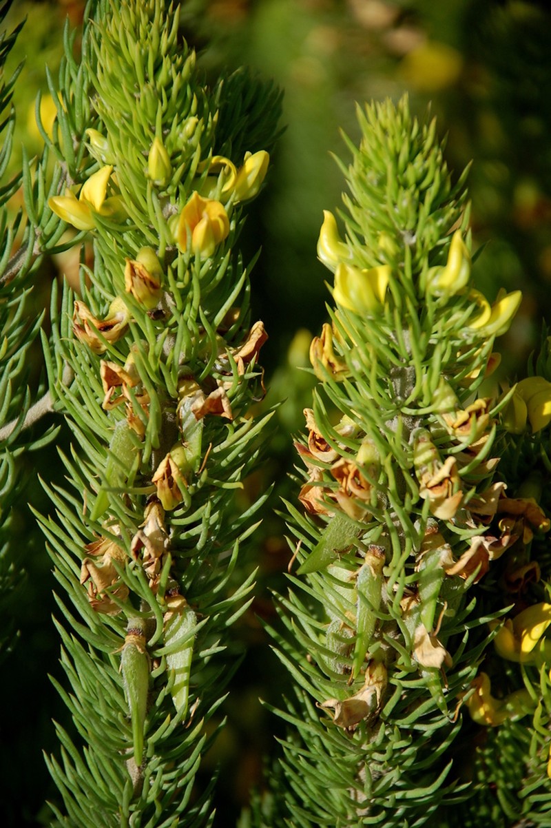 Aspalathus arenaria photo 3
