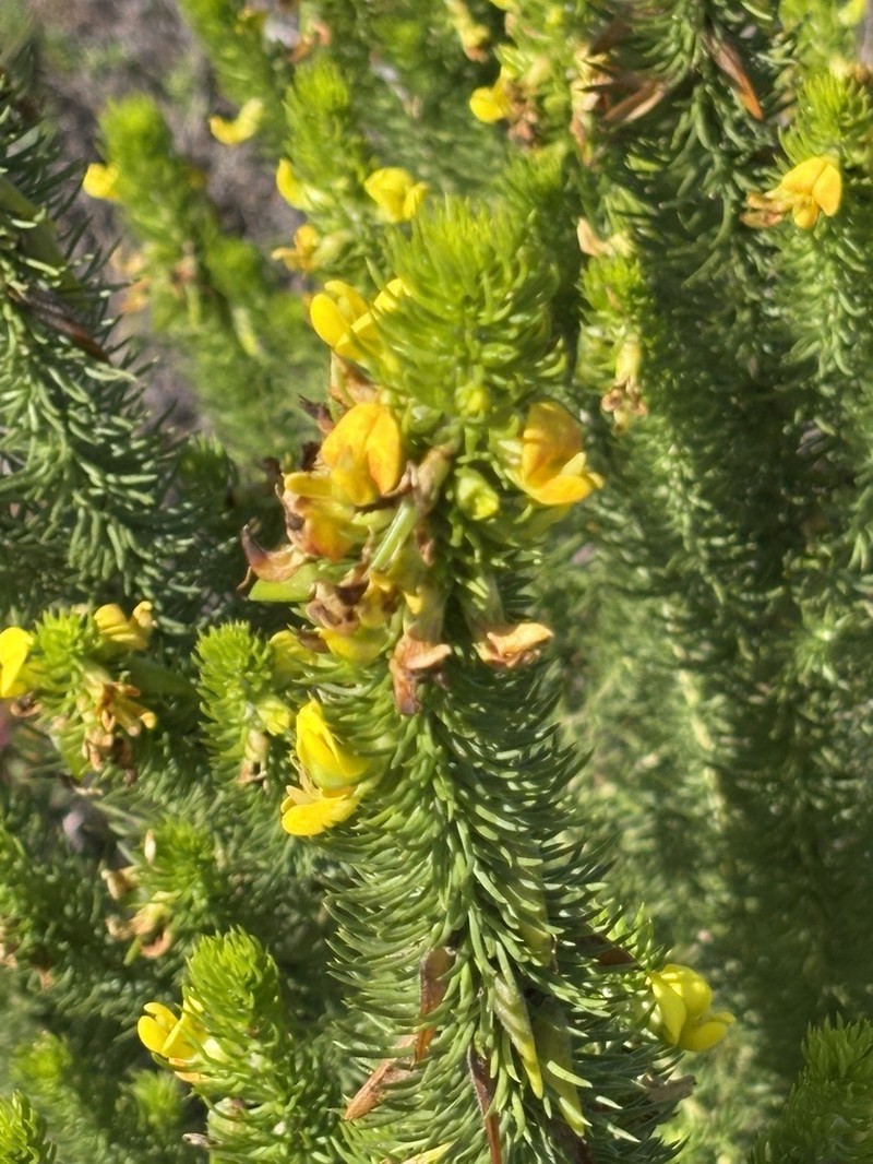 Aspalathus arenaria photo 4