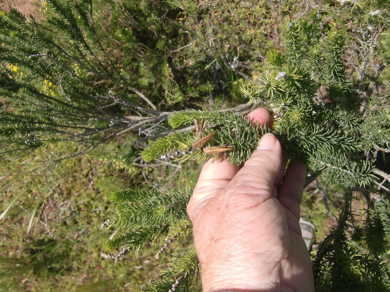 Aspalathus arenaria photo 6