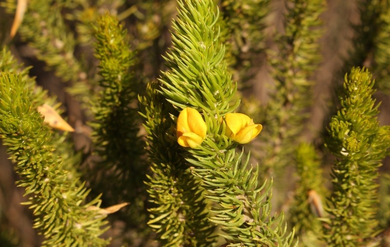 Aspalathus arenaria photo 7