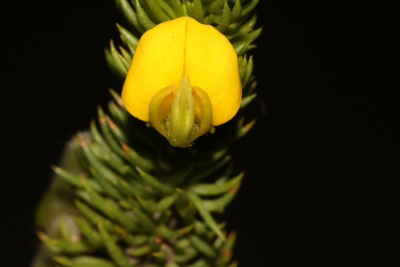 Aspalathus arenaria photo 8
