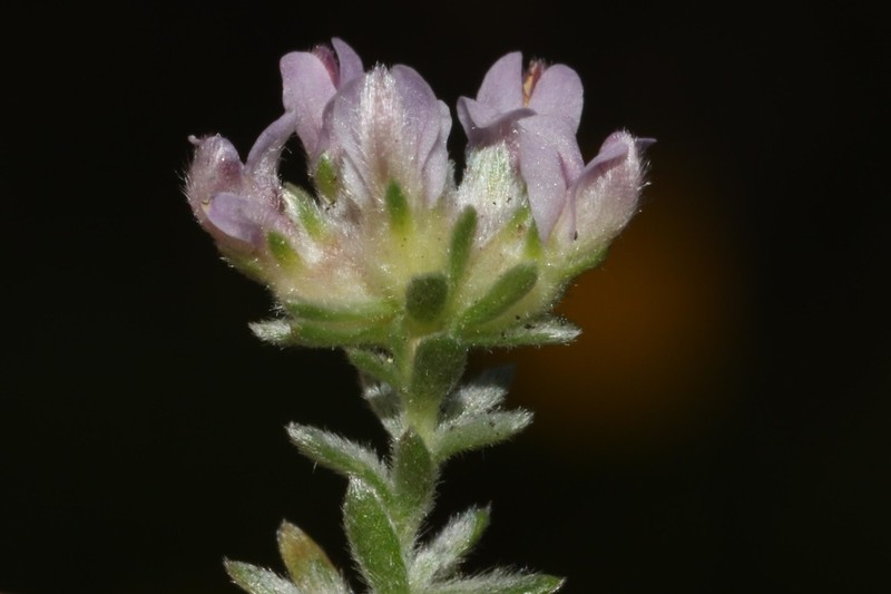 Aspalathus argyrella photo 2