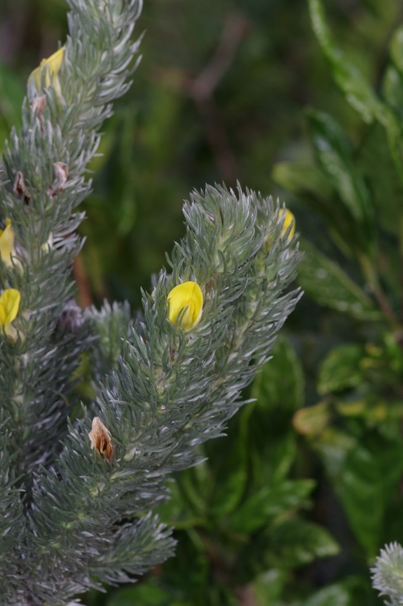 Aspalathus argyrophanes photo 2