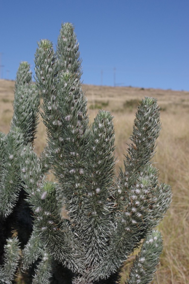 Aspalathus argyrophanes photo 4