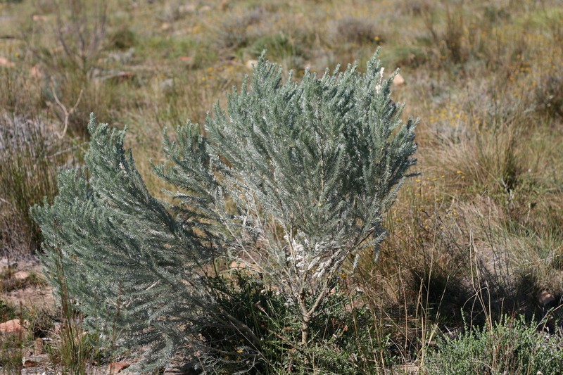 Aspalathus argyrophanes photo 7