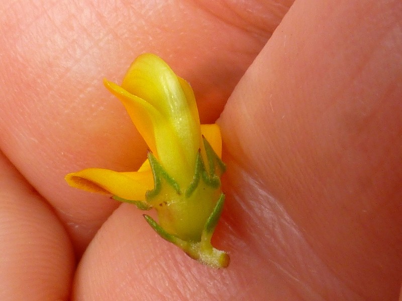 Aspalathus arida