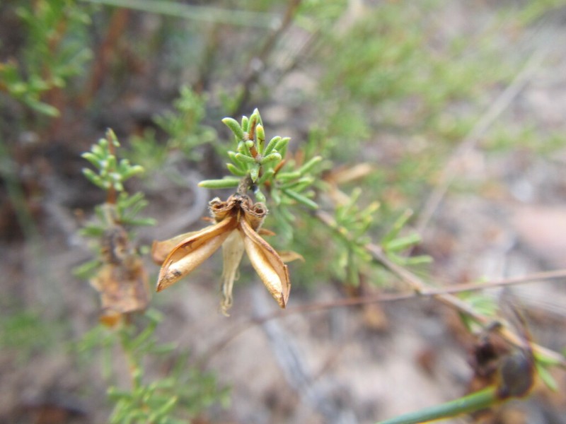 Aspalathus arida photo 2