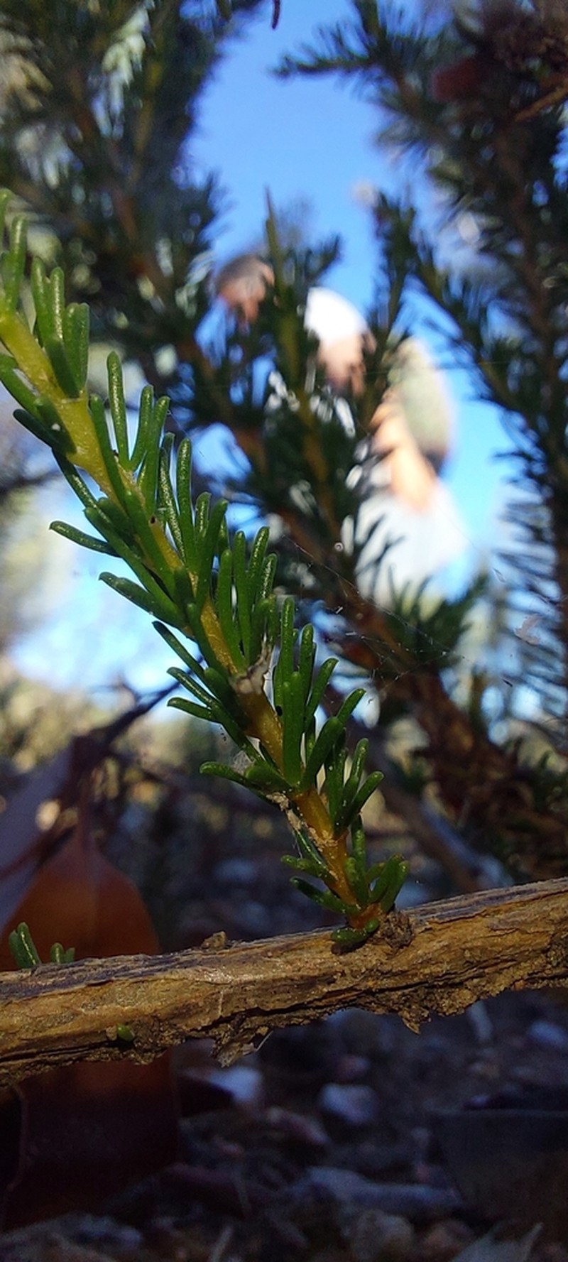 Aspalathus arida photo 3