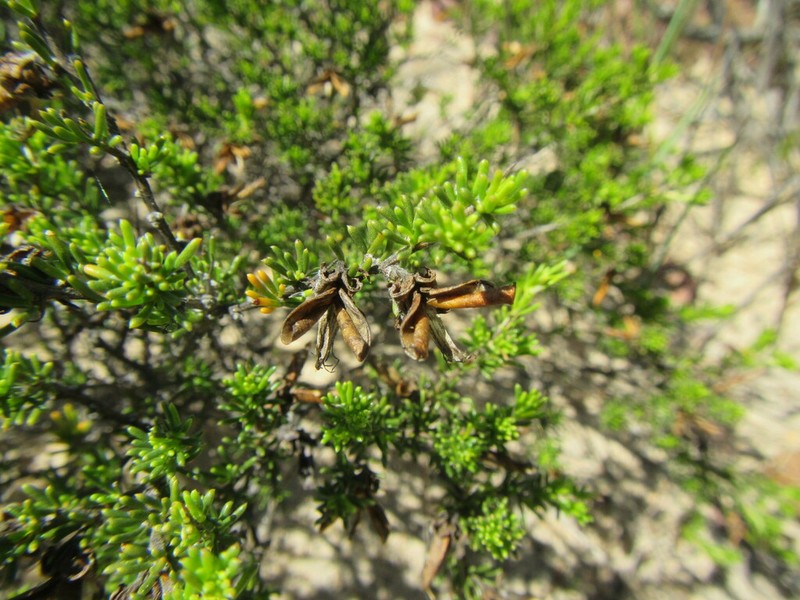 Aspalathus arida photo 4
