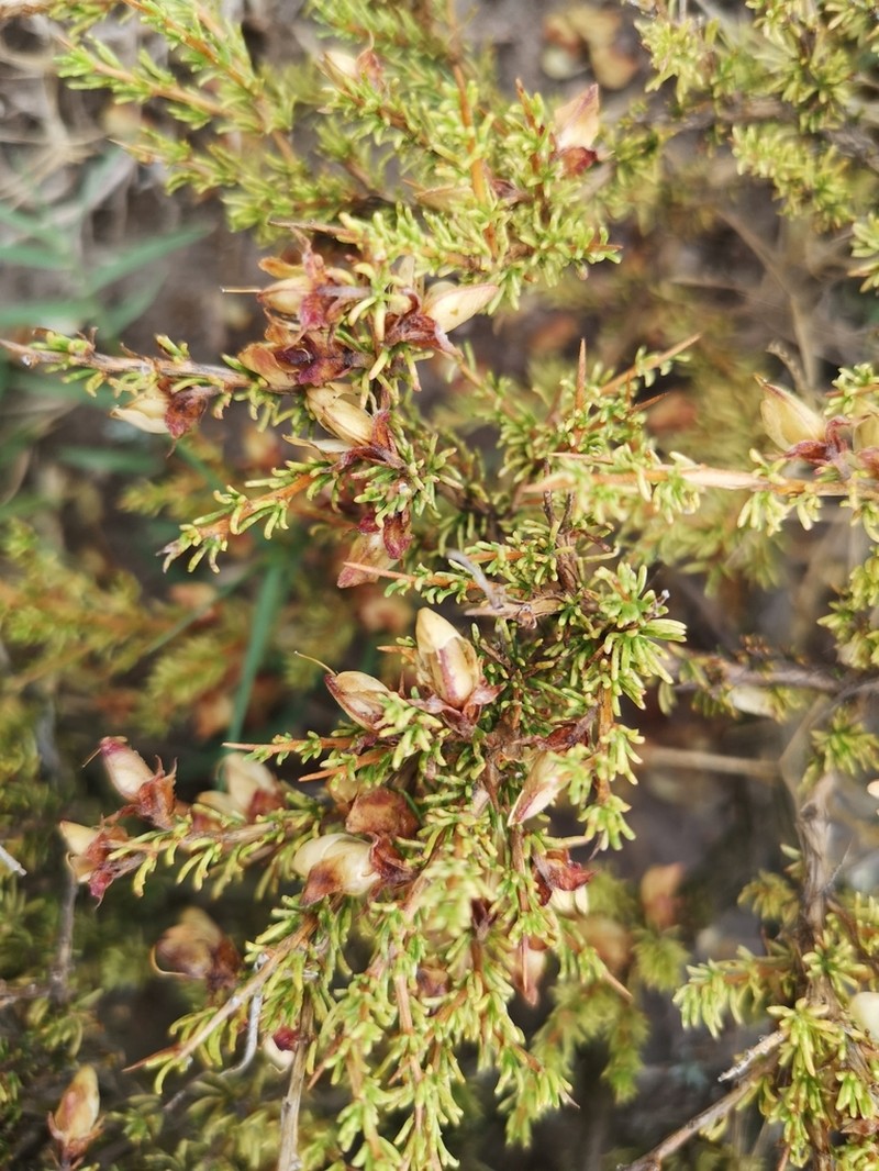 Aspalathus arida photo 5