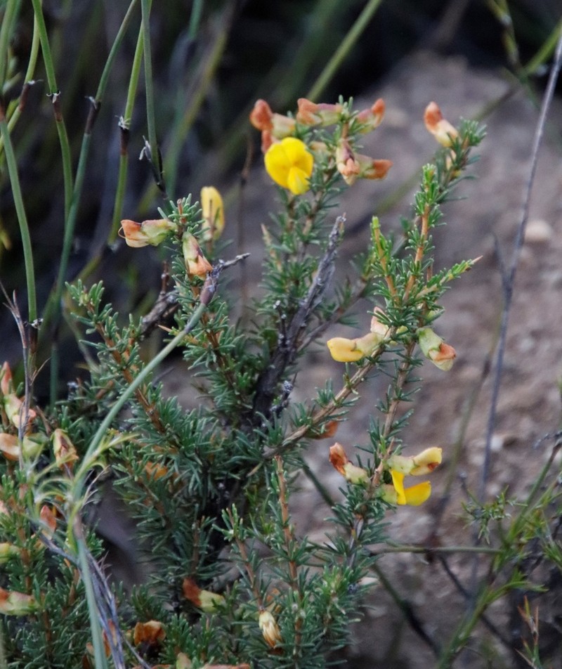 Aspalathus arida photo 6