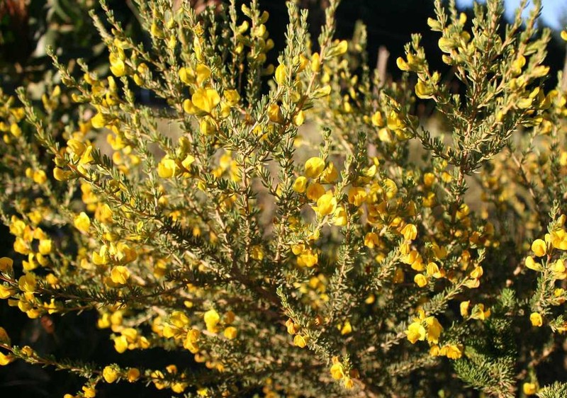 Aspalathus arida photo 7