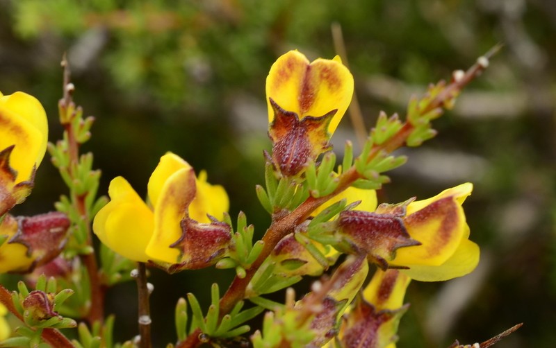 Aspalathus arida photo 8