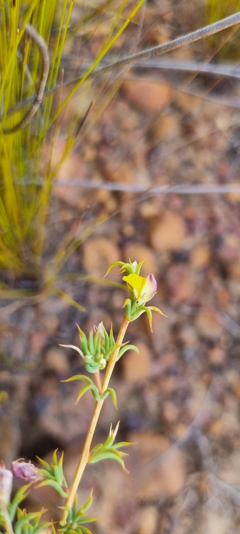 Aspalathus aristata