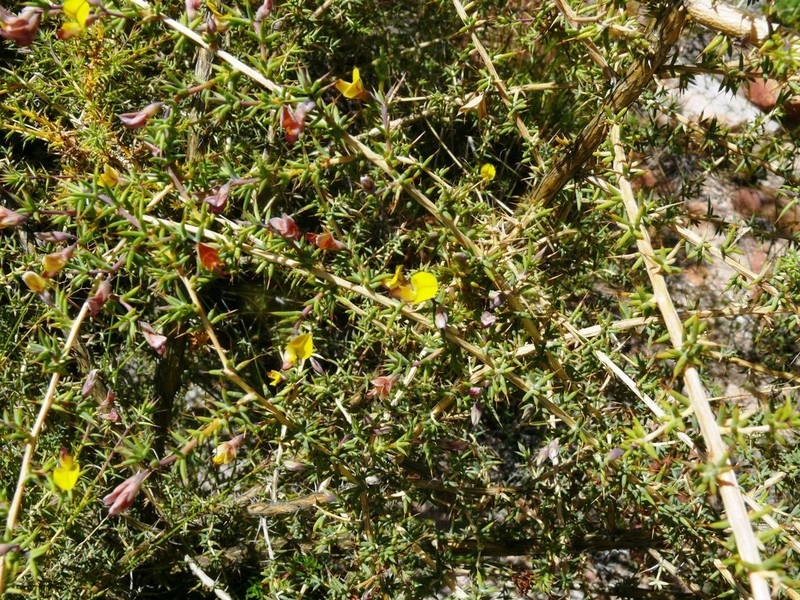 Aspalathus aristata photo 2
