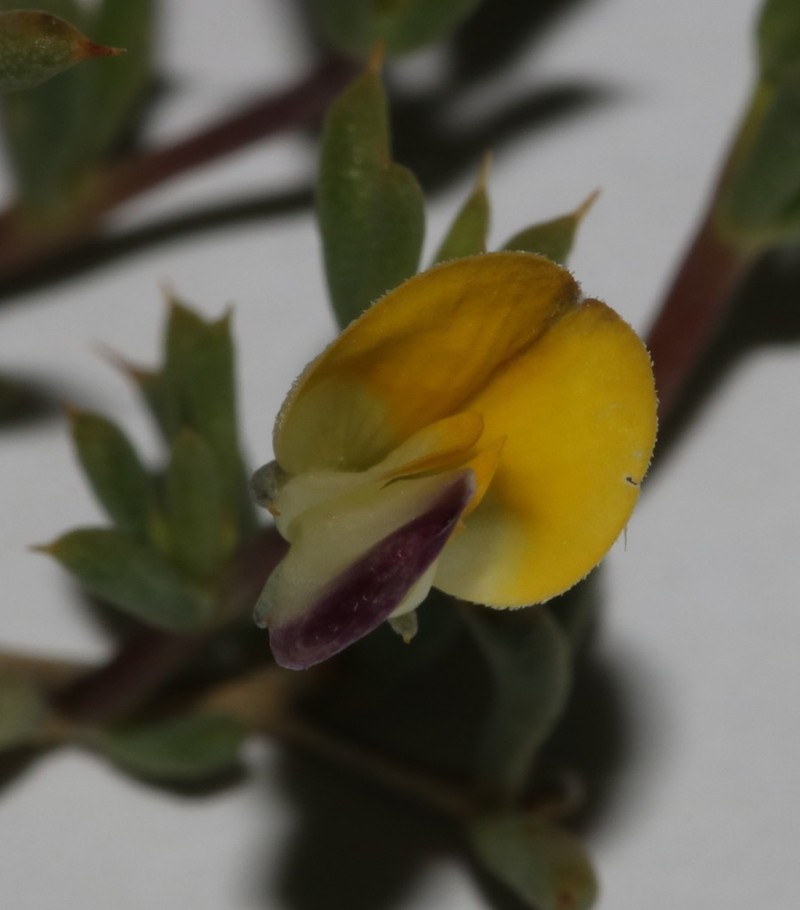 Aspalathus aristata photo 3