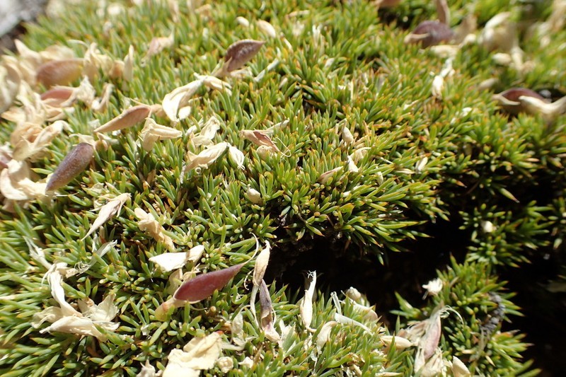 Aspalathus aristata photo 4