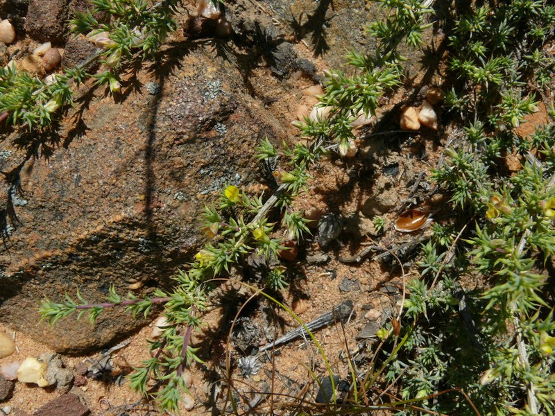 Aspalathus aristata photo 5