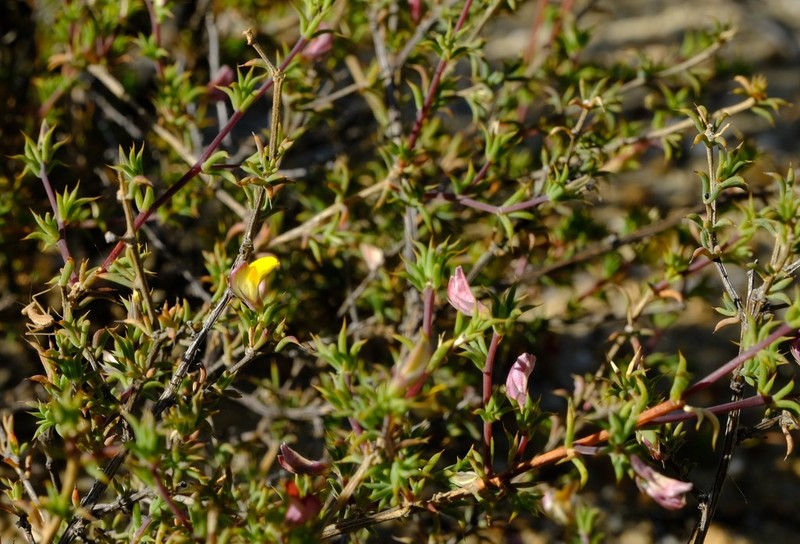 Aspalathus aristata photo 6