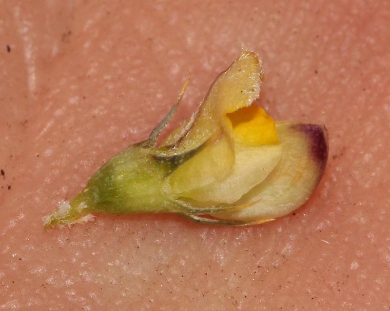Aspalathus aristata photo 7