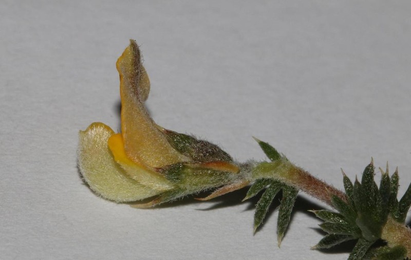 Aspalathus aristifolia photo 2