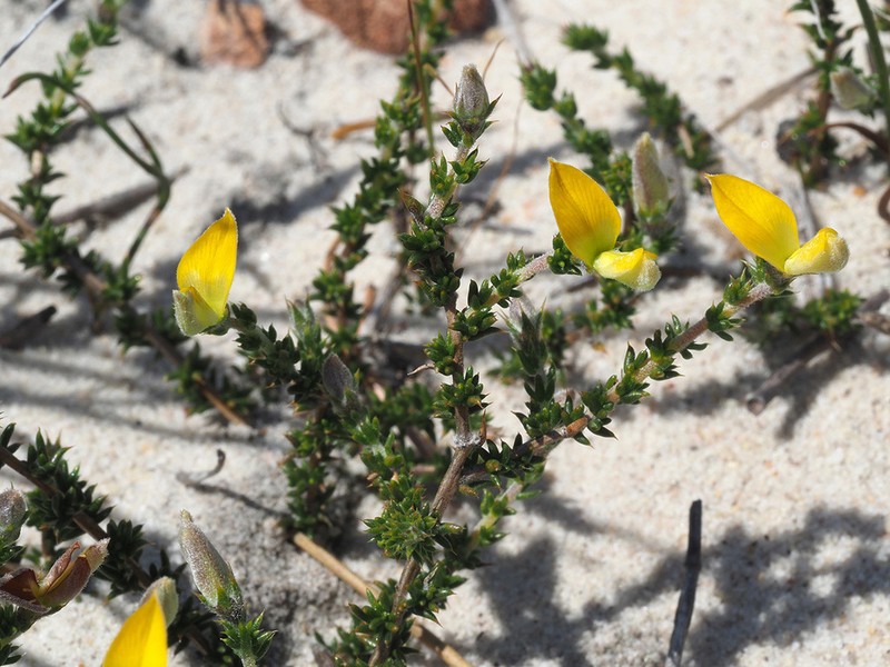 Aspalathus aristifolia photo 3