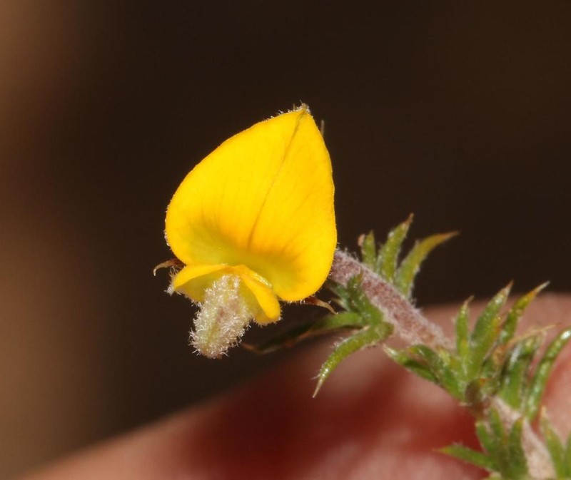 Aspalathus aristifolia photo 4
