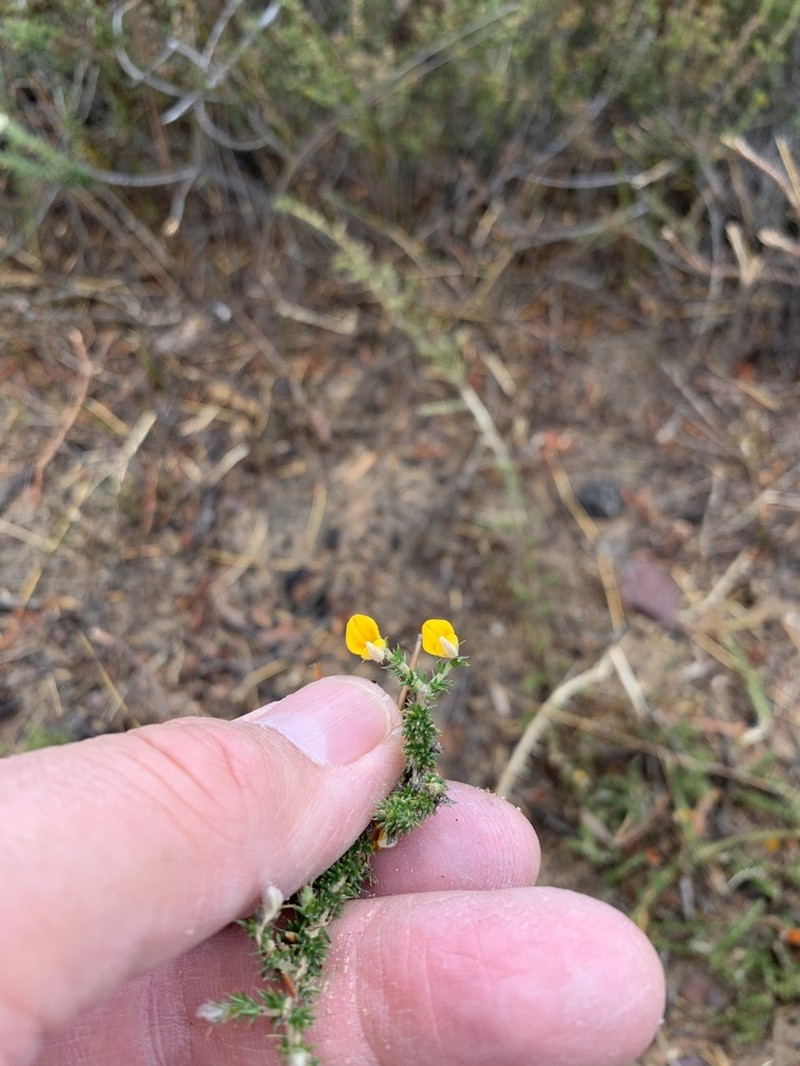 Aspalathus aristifolia photo 5