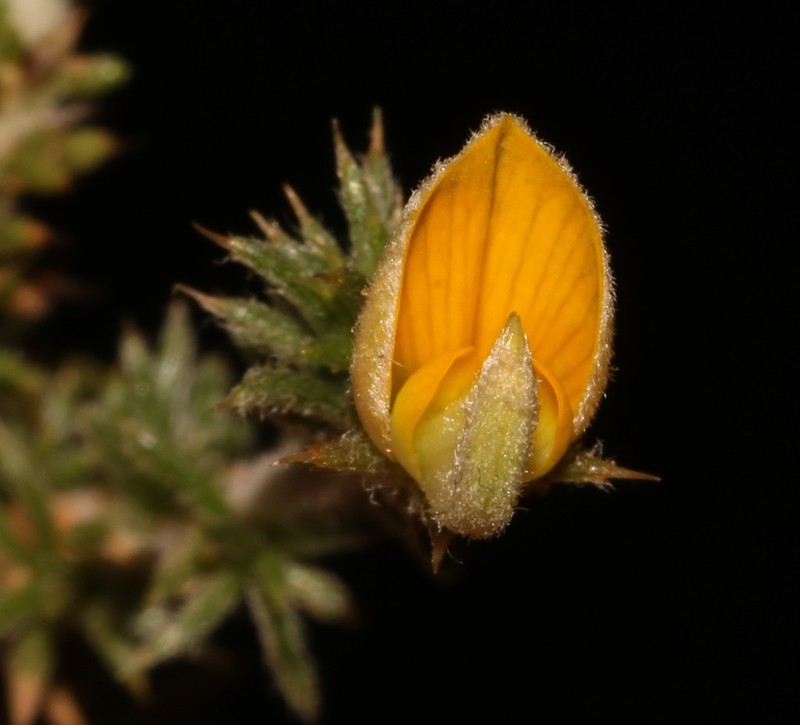 Aspalathus aristifolia photo 6