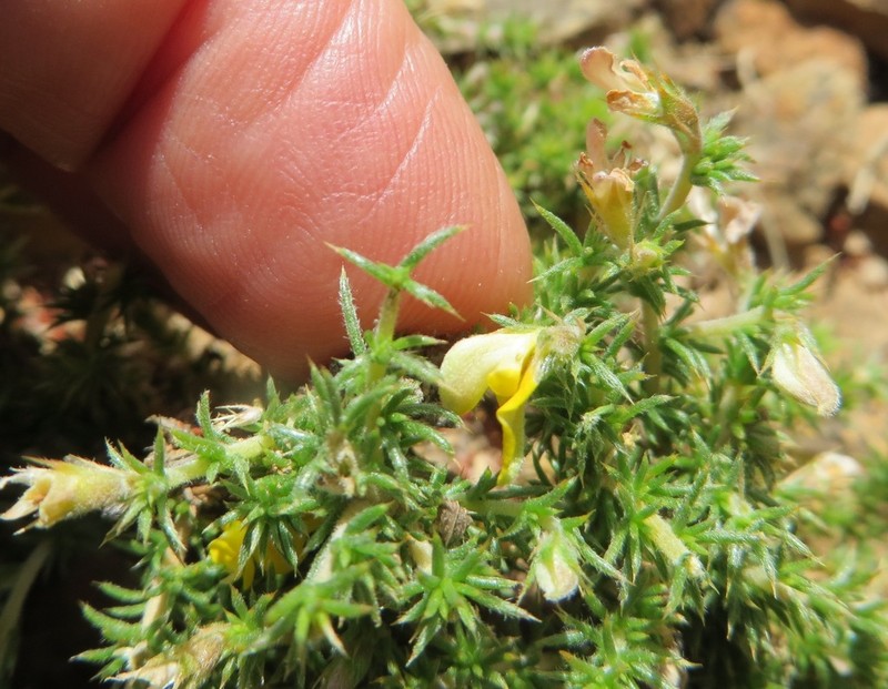 Aspalathus aristifolia photo 7