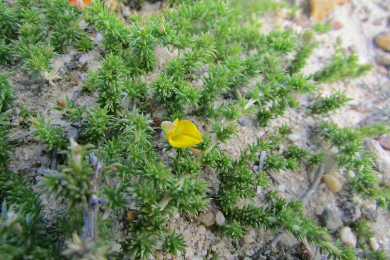 Aspalathus aristifolia photo 8