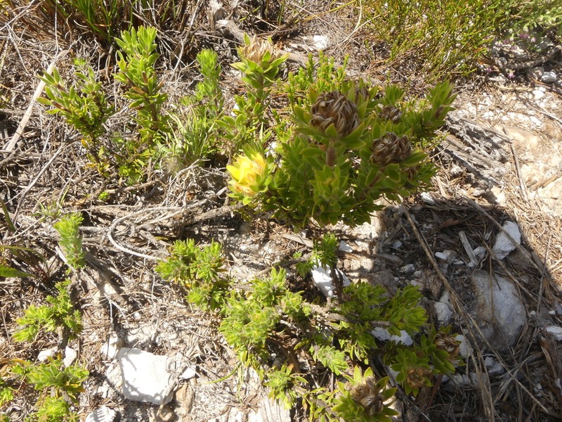 Aspalathus aspalathoides