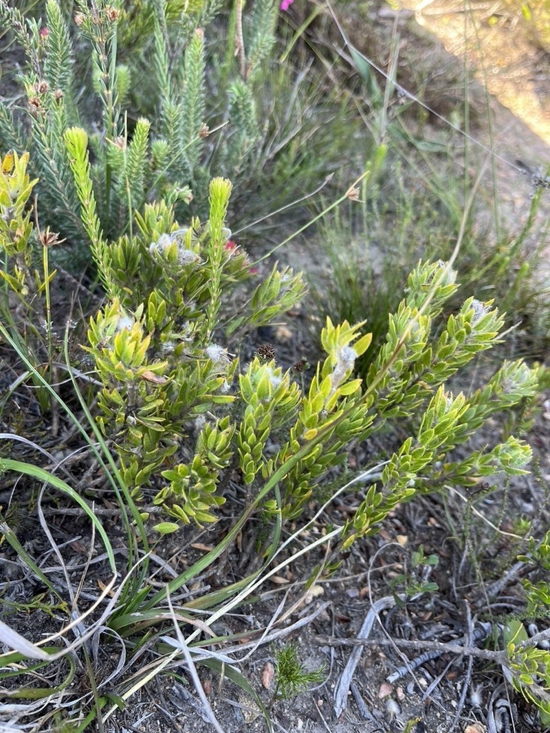 Aspalathus aspalathoides photo 3