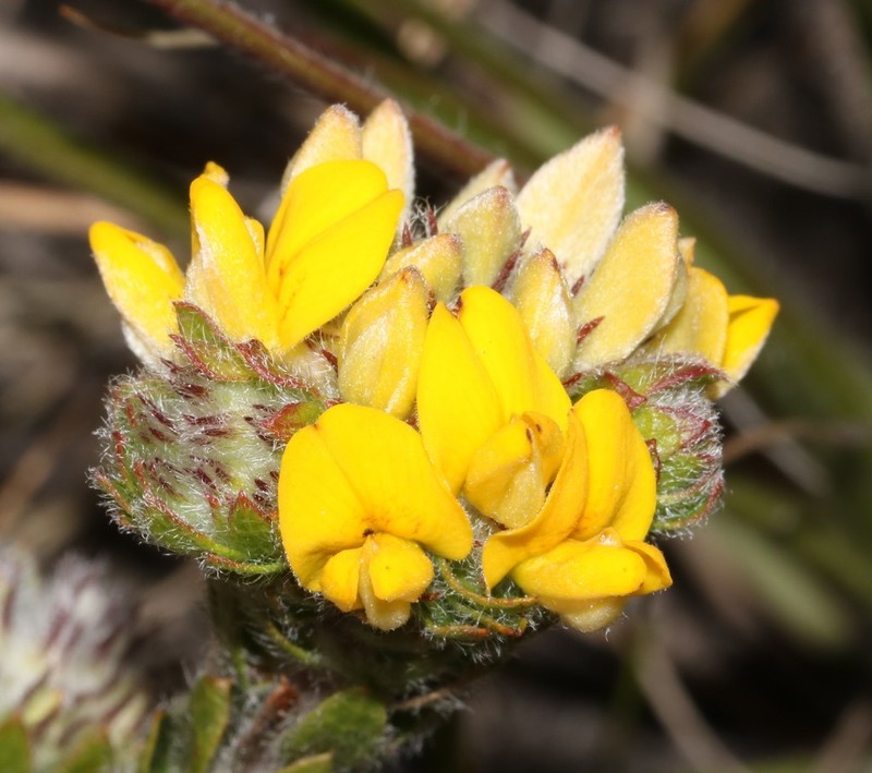 Aspalathus aspalathoides photo 4